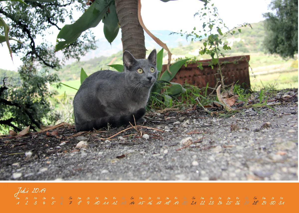 Estepona-Katzen orange A3