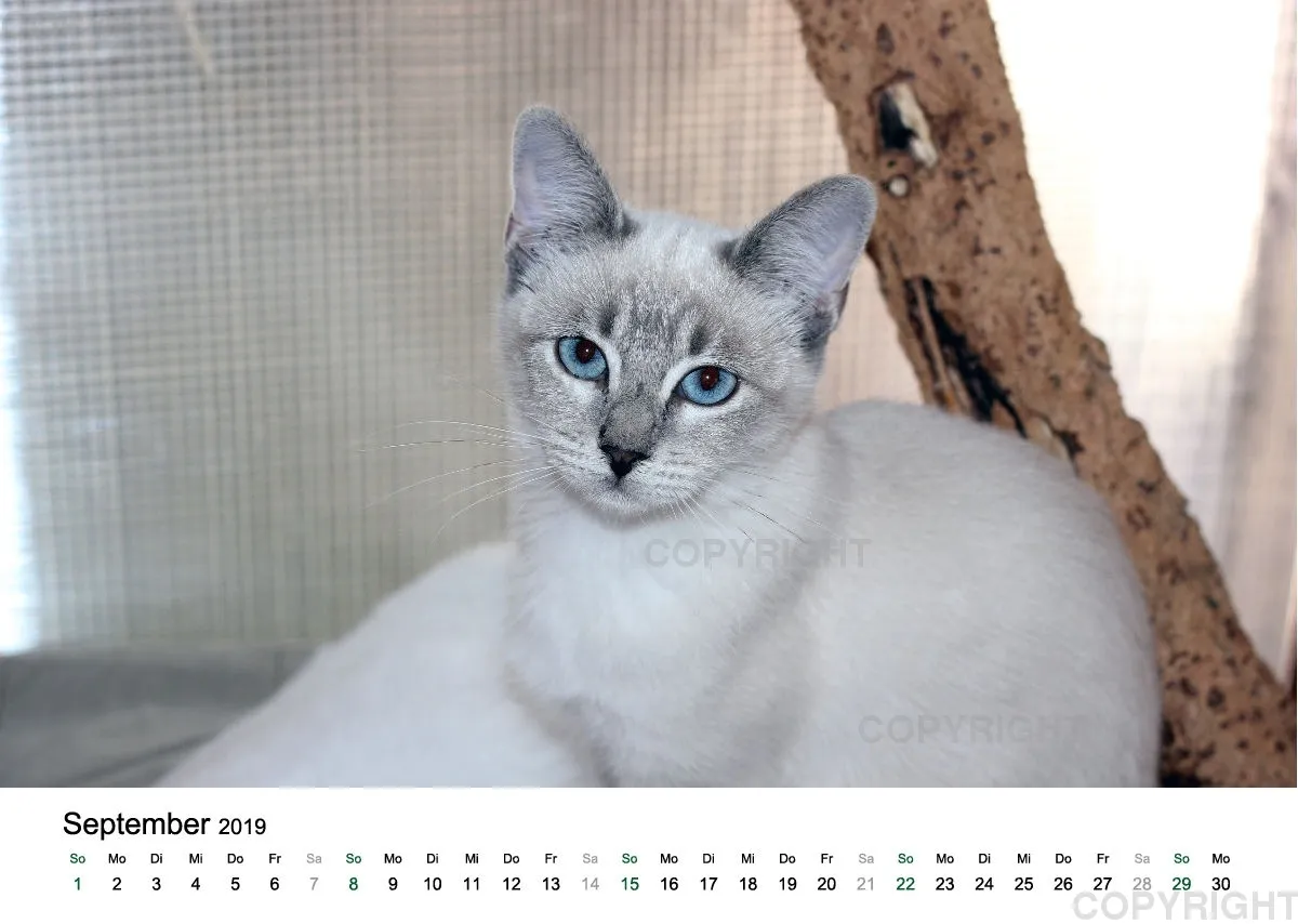 Estepona-Katzen white A3