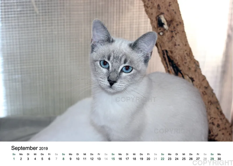 Estepona-Katzen white A3