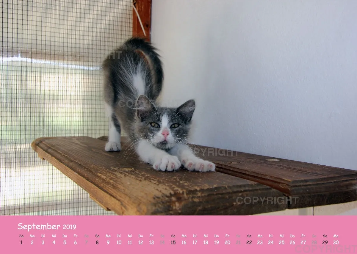 Estepona-Katzen Pink-Times A3