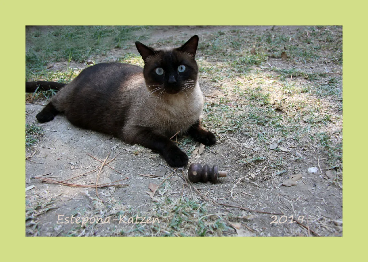 Estepona-Katzen classic A4