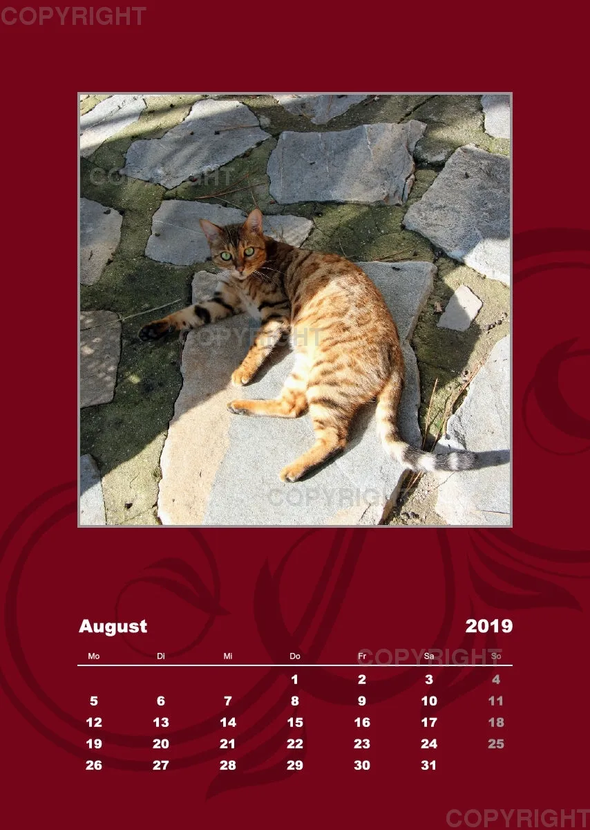 Estepona-Katzen red A3 hoch