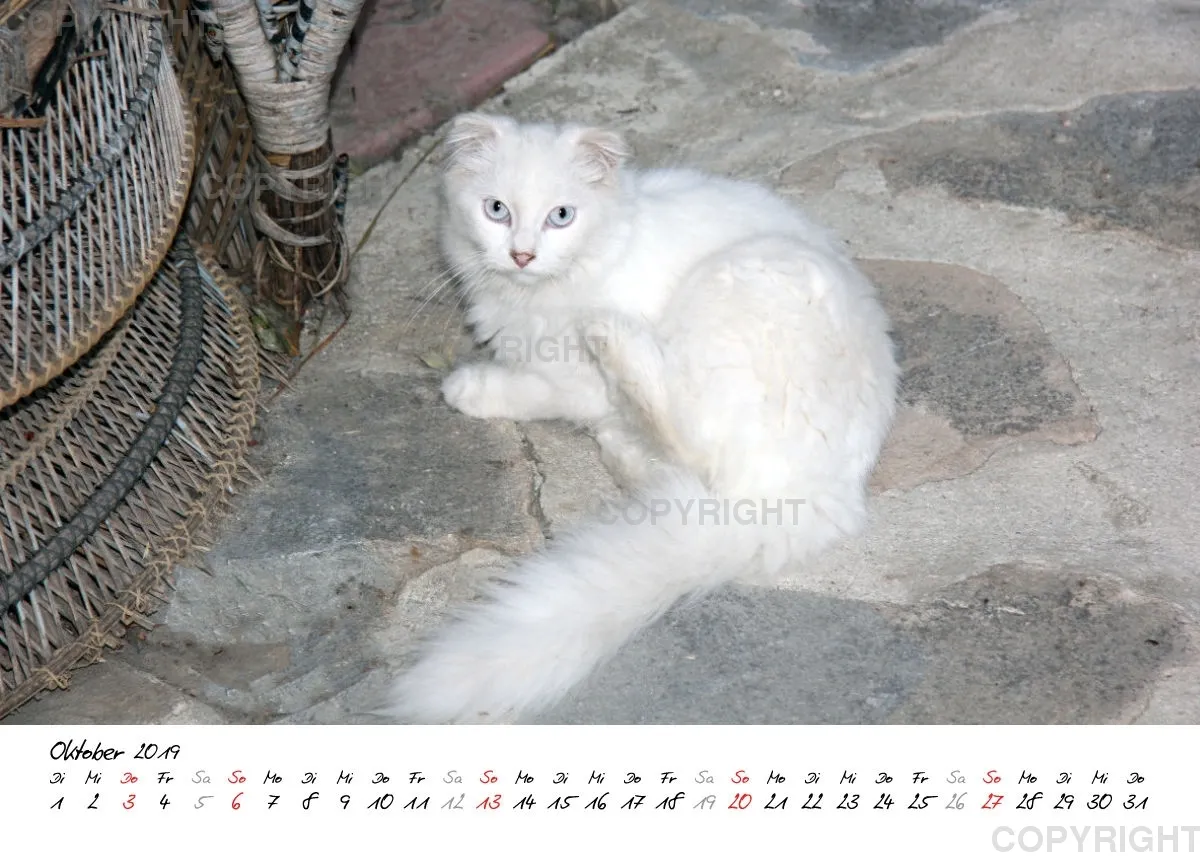 Estepona-Katzen white A5