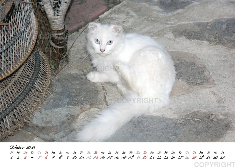 Estepona-Katzen white A5