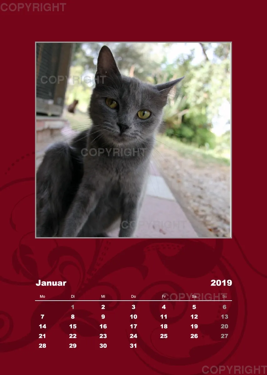 Estepona-Katzen red A3 hoch