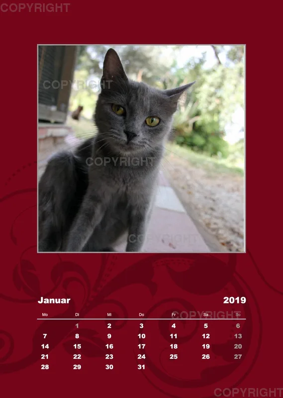 Estepona-Katzen red A3 hoch