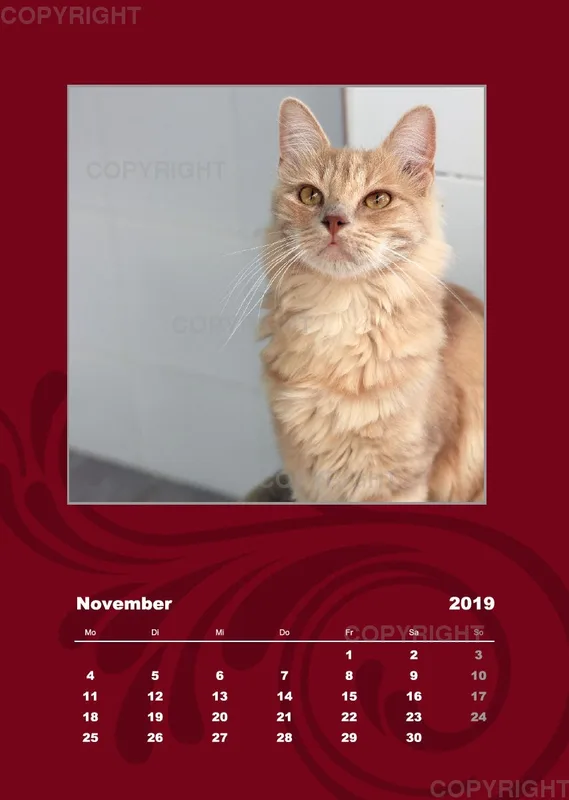 Estepona-Katzen red A3 hoch