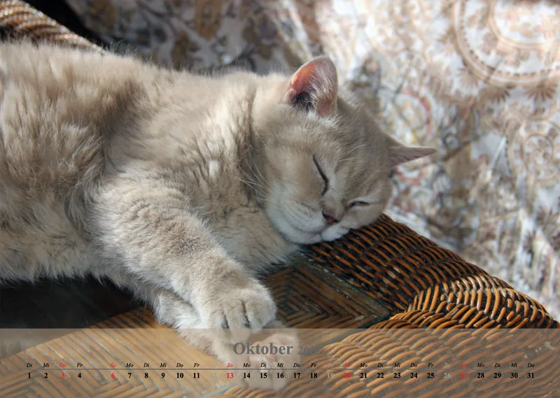 Estepona-Katzen beige A3