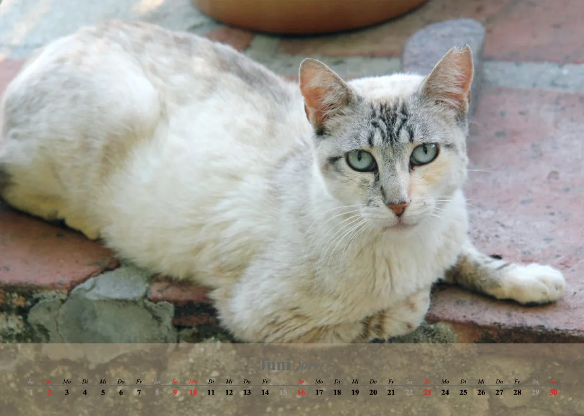 Estepona-Katzen beige A3