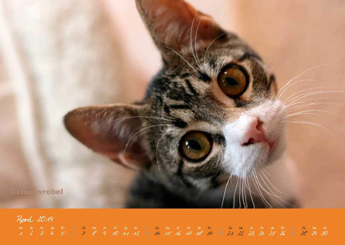 Estepona-Katzen orange A3