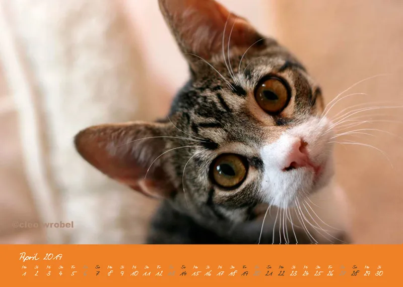 Estepona-Katzen orange A3