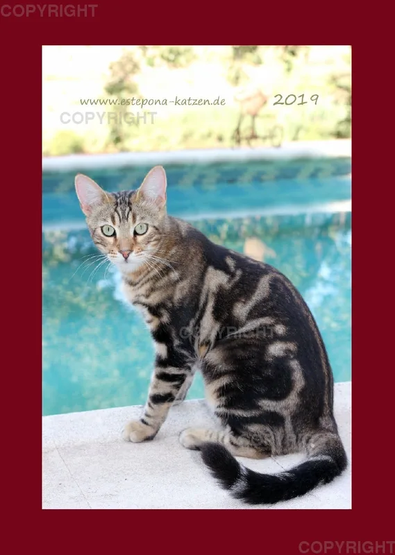 Estepona-Katzen red A3 hoch