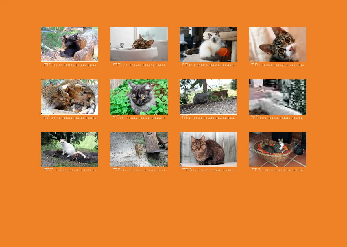 Estepona-Katzen orange A3