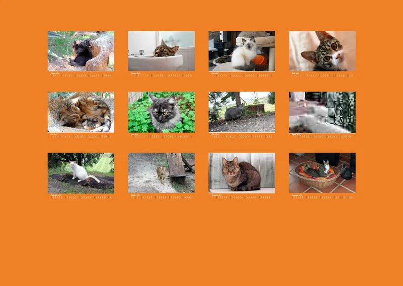 Estepona-Katzen orange A3