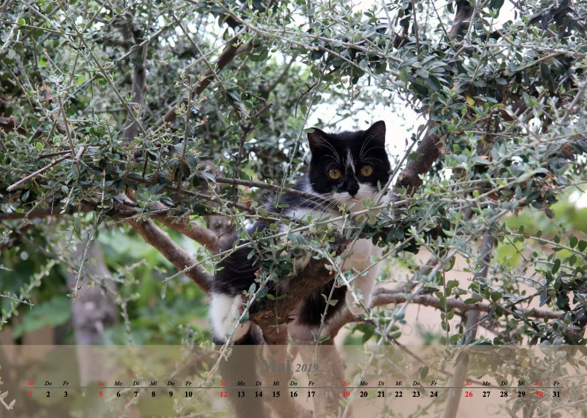 Estepona-Katzen beige A3