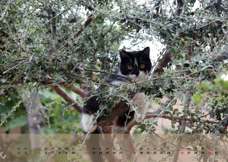 Estepona-Katzen beige A3