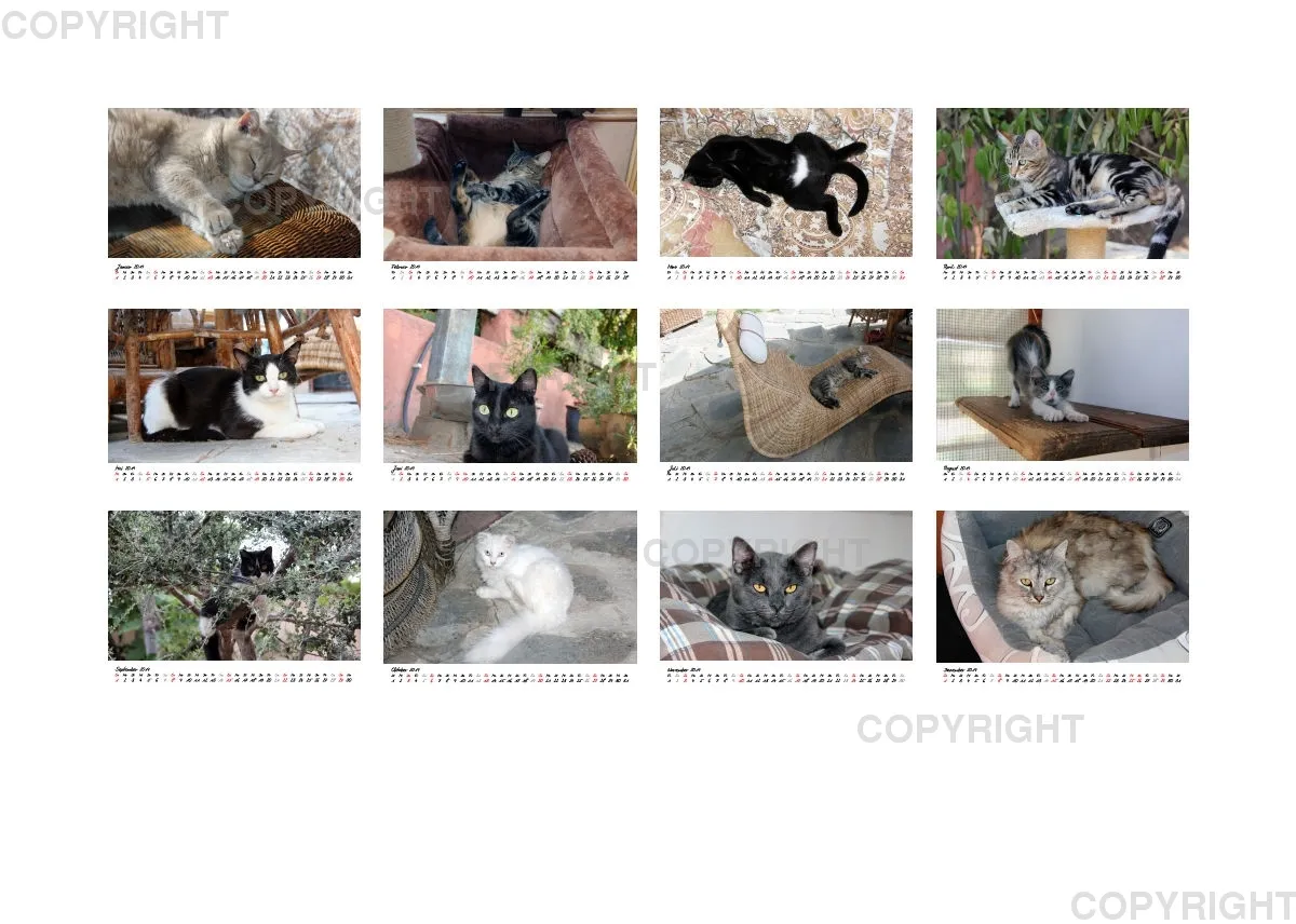 Estepona-Katzen white A5