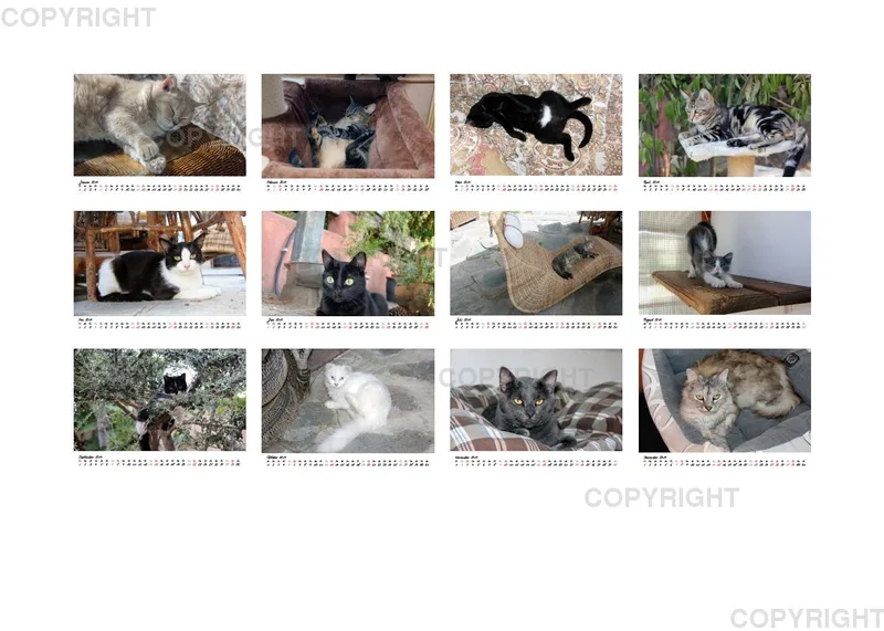 Estepona-Katzen white A5