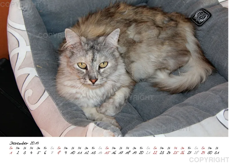 Estepona-Katzen white A5