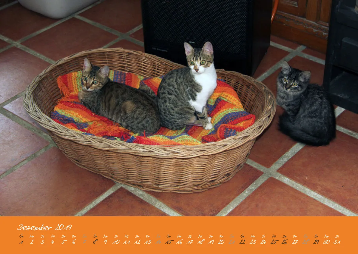 Estepona-Katzen orange A3