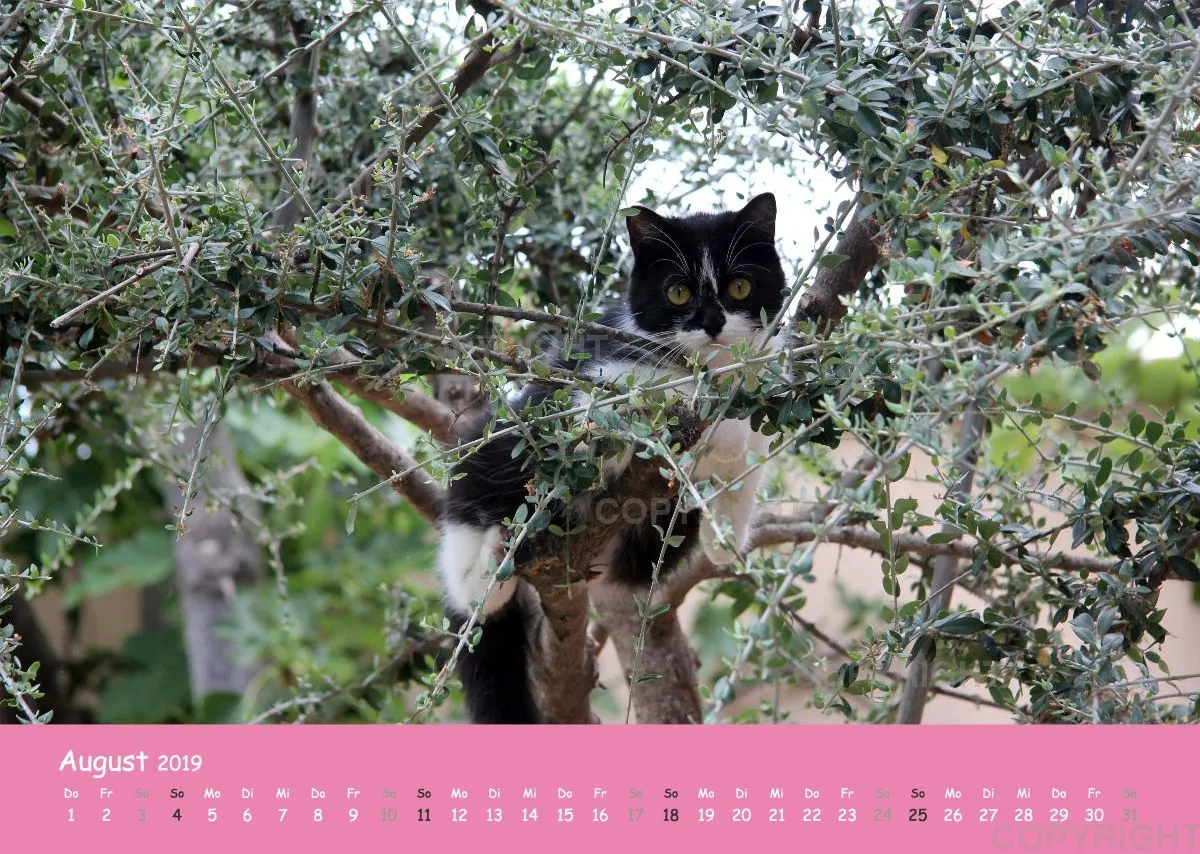 Estepona-Katzen Pink-Times A3