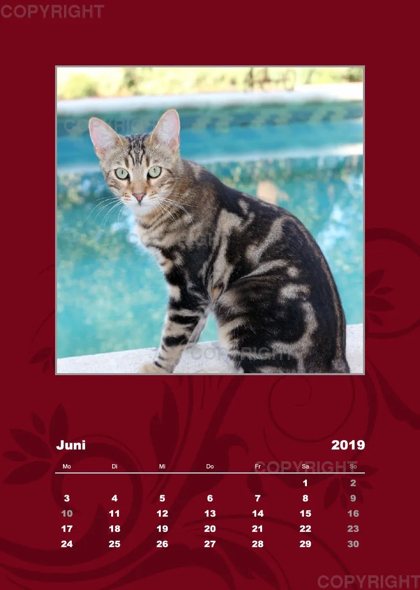 Estepona-Katzen red A3 hoch