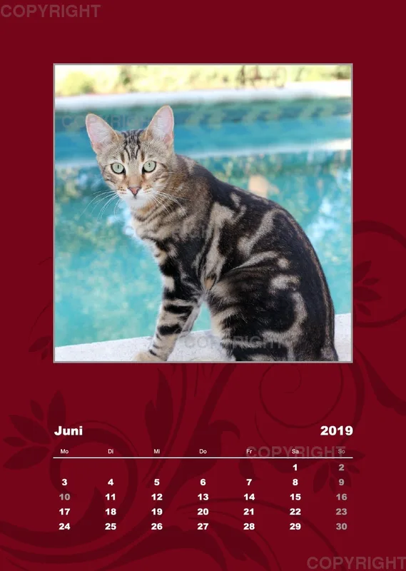 Estepona-Katzen red A3 hoch