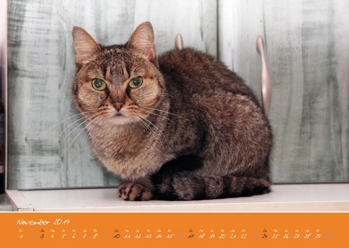 Estepona-Katzen orange A3