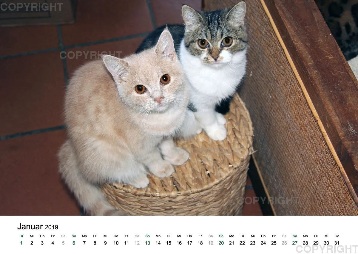 Estepona-Katzen white A3