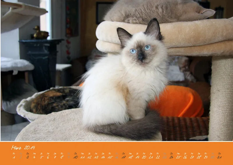 Estepona-Katzen orange A3