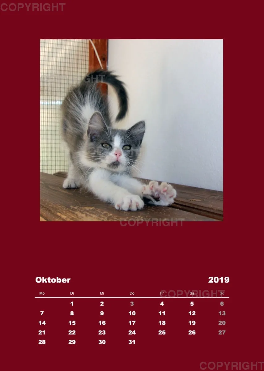 Estepona-Katzen red A3 hoch