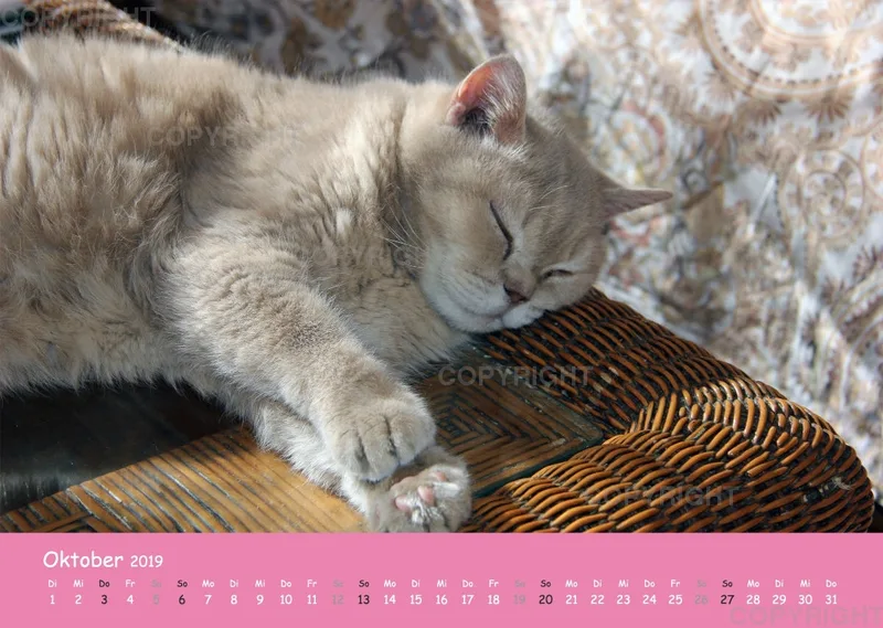 Estepona-Katzen Pink-Times A3