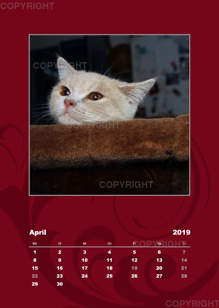 Estepona-Katzen red A3 hoch