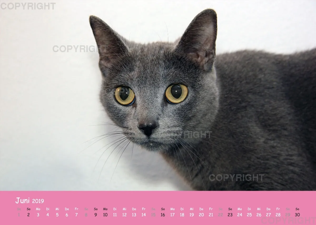Estepona-Katzen Pink-Times A3