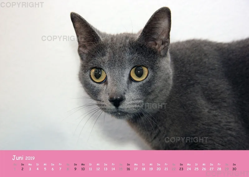 Estepona-Katzen Pink-Times A3