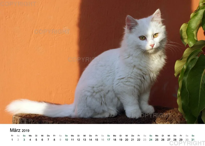 Estepona-Katzen white A3