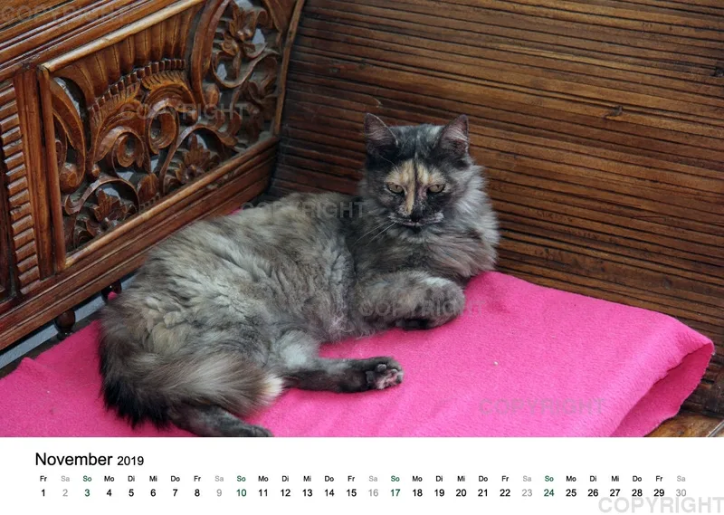 Estepona-Katzen white A3