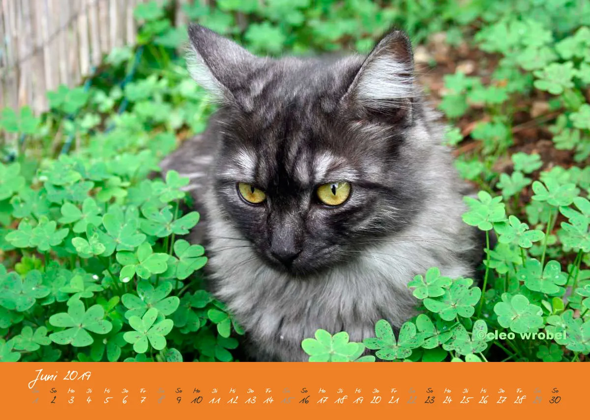 Estepona-Katzen orange A3