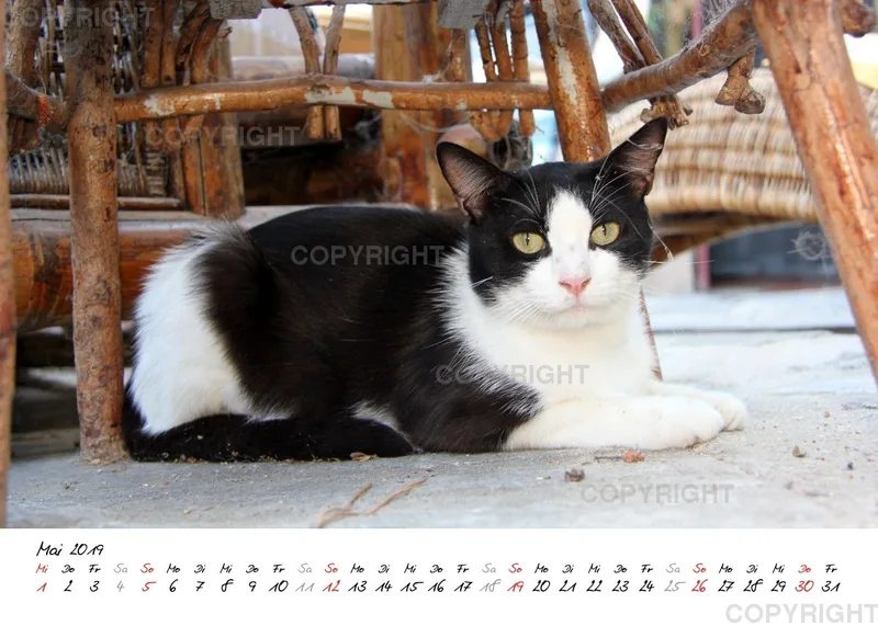Estepona-Katzen white A5