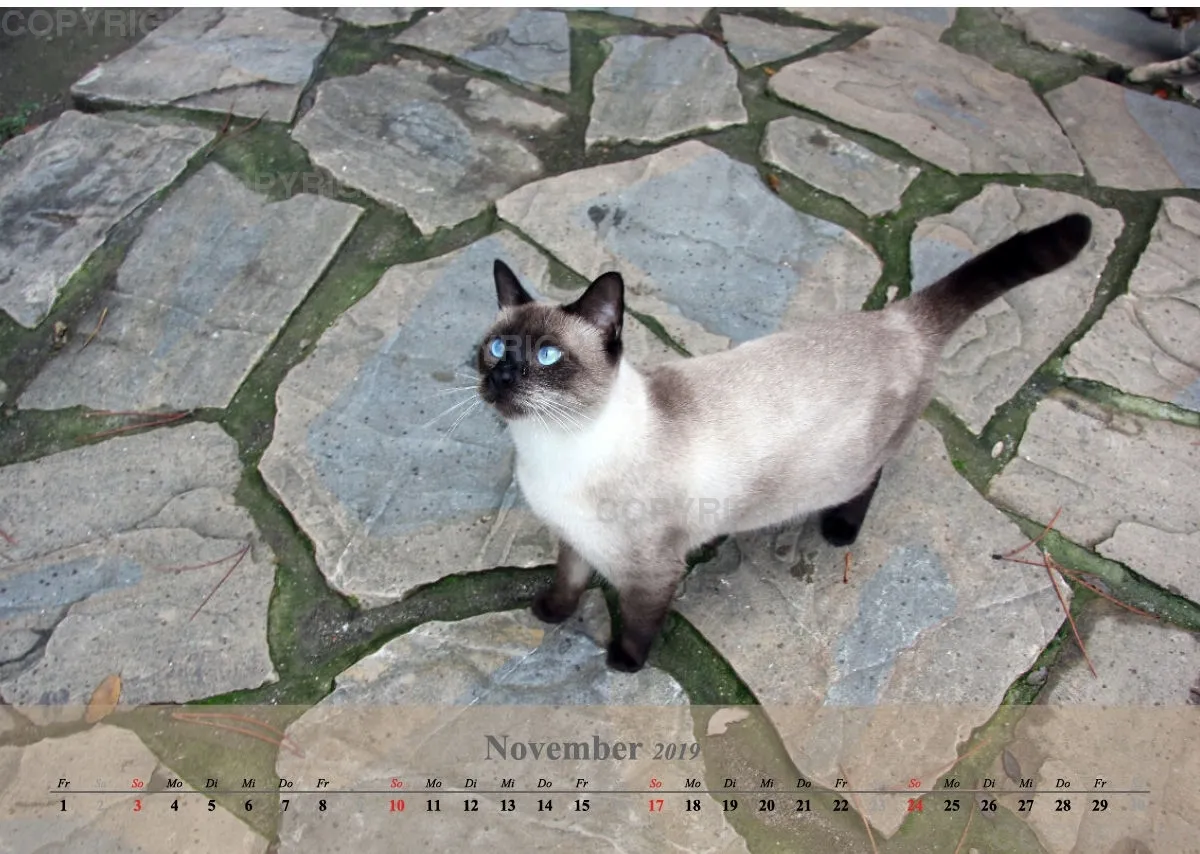 Estepona-Katzen beige A3