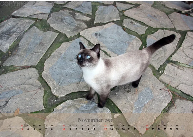 Estepona-Katzen beige A3
