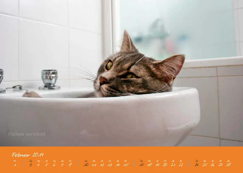 Estepona-Katzen orange A3