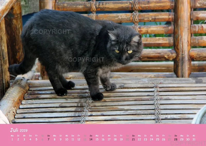 Estepona-Katzen Pink-Times A3