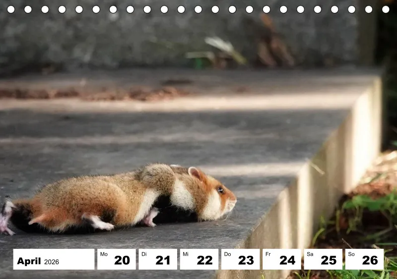 Tisch-Wochenkalender 2026