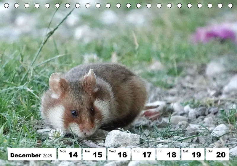 desk calendar 2026