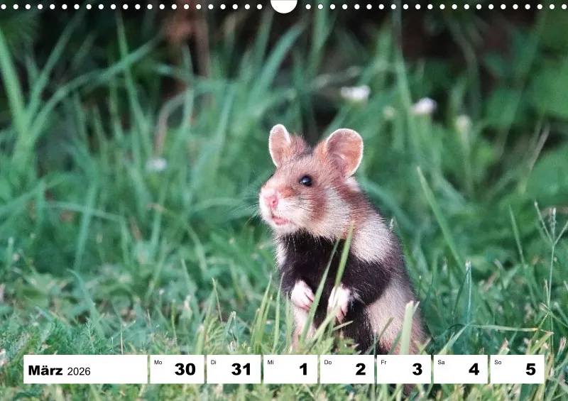 Wochenkalender 2026 -A3