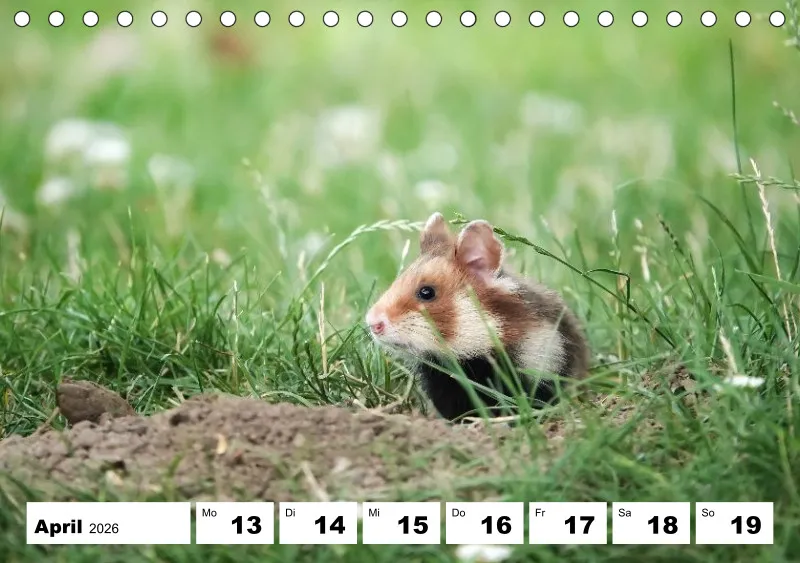 Tisch-Wochenkalender 2026