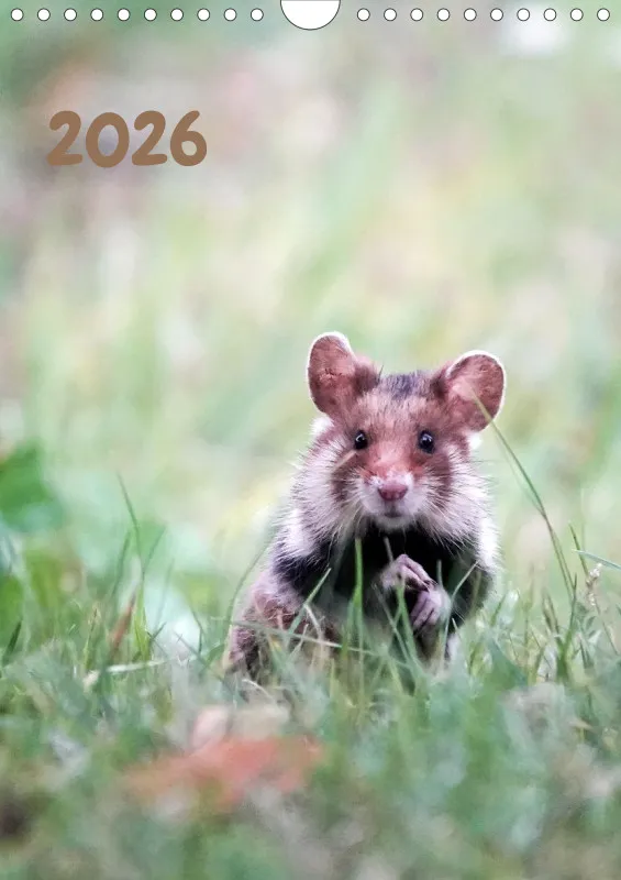 Wochenkalender 2026 -A4
