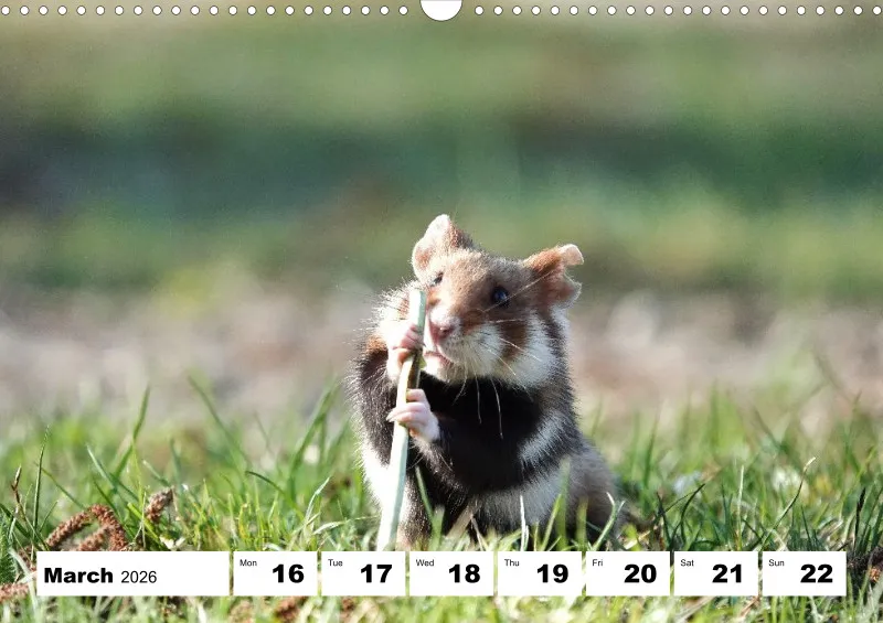 weekly calendar 2026 -A3