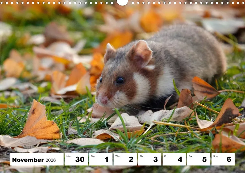 weekly calendar 2026 -A3
